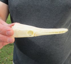 One 5 inch spotted gar skull (Lepisosteus Oculatus) for $30.00 