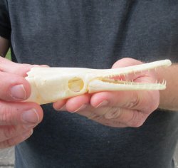 One 5 inch spotted gar skull (Lepisosteus Oculatus) for $30.00 