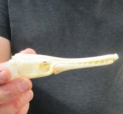 One 5 inch spotted gar skull (Lepisosteus Oculatus) for $30.00 