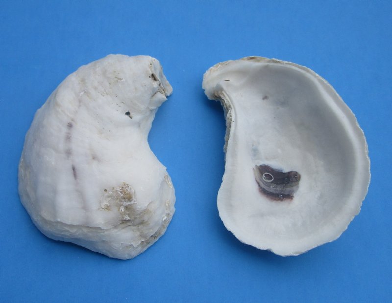 Wholesale Oyster shells for seashell crafts 2 to 3