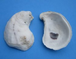 Wholesale Oyster shells for seashell crafts 2" to 3" - Case of 220 pcs @ $.40 each