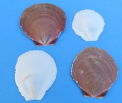 Case of 10 Kilos Mixed Bulk Sun and Moon Shells, Asian Moon and White Sun Scallops - $1.80 a kilo (1 kilo = 2.2 lbs)