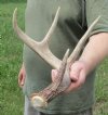 Whitetail Deer Antlers