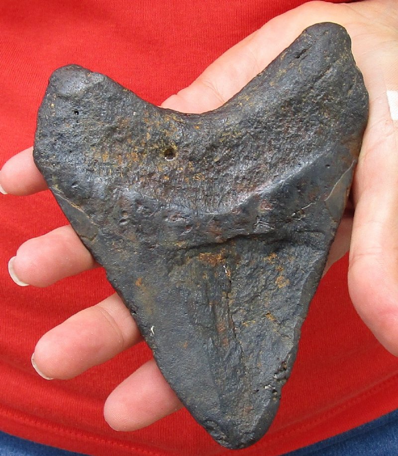 5-1/4 inches long Real Megalodon Fossil Shark Tooth for Sale