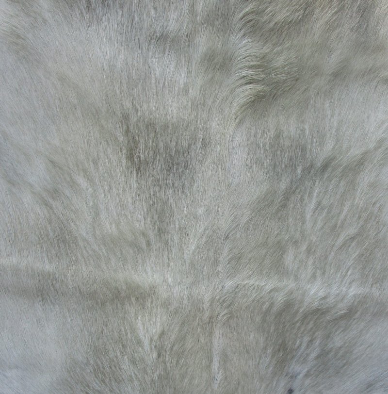 Real Goat Hide (Capra aegagrus hircus) for sale