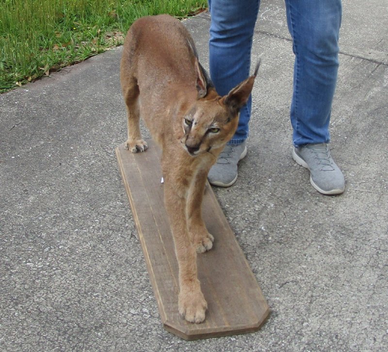 caracal for sale california