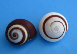 Striped Land Snails (hel roissyanna) 1" to 1-1/2" for Hermit Crab Homes - 100 pcs @ $.35 each; 400 pcs @ $.30 each.