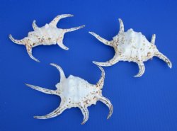 Wholesale lambis chiragra spider conch shells 7" - 9" Bulk large seashells - 3 pieces @ $3.25 each