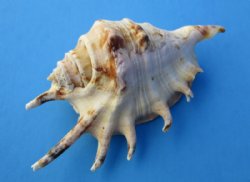 Wholesale Lambis Lambis Common Spider Conch Shells 4 inch to 4-3/4 inch - Case of 150 pcs @ $.30 each