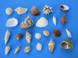 Wholesale Medium Philippine assorted seashells 1/2" to 2" - 1 bag (2 kilos) @ $5.50/bag 