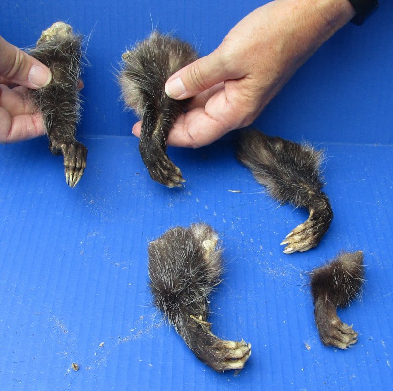 5 piece lot of North American Opossum feet