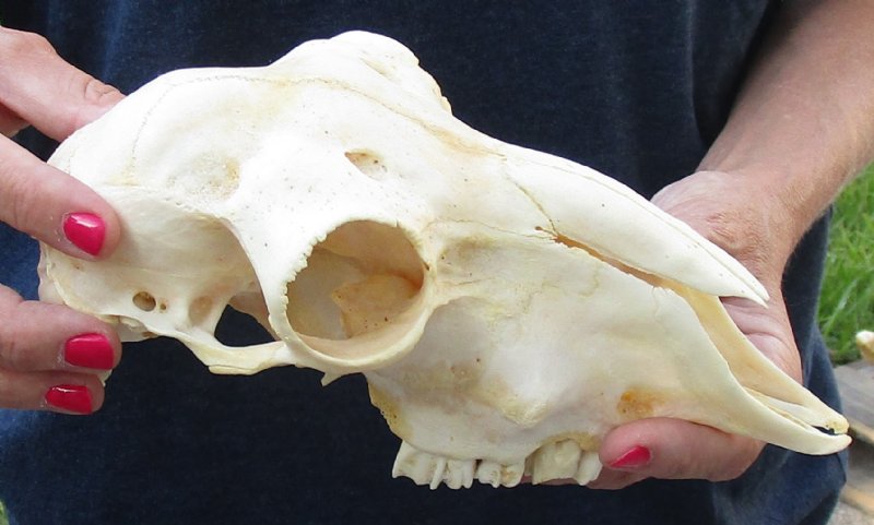 domestic goat skull