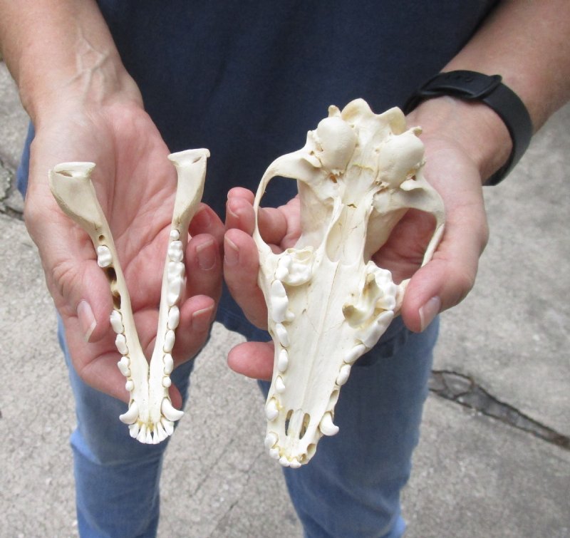 African black backed jackal skull (canis mesomelas)