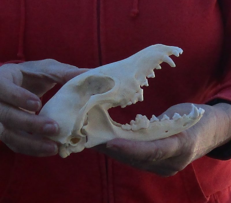 African black backed jackal skull (canis mesomelas)