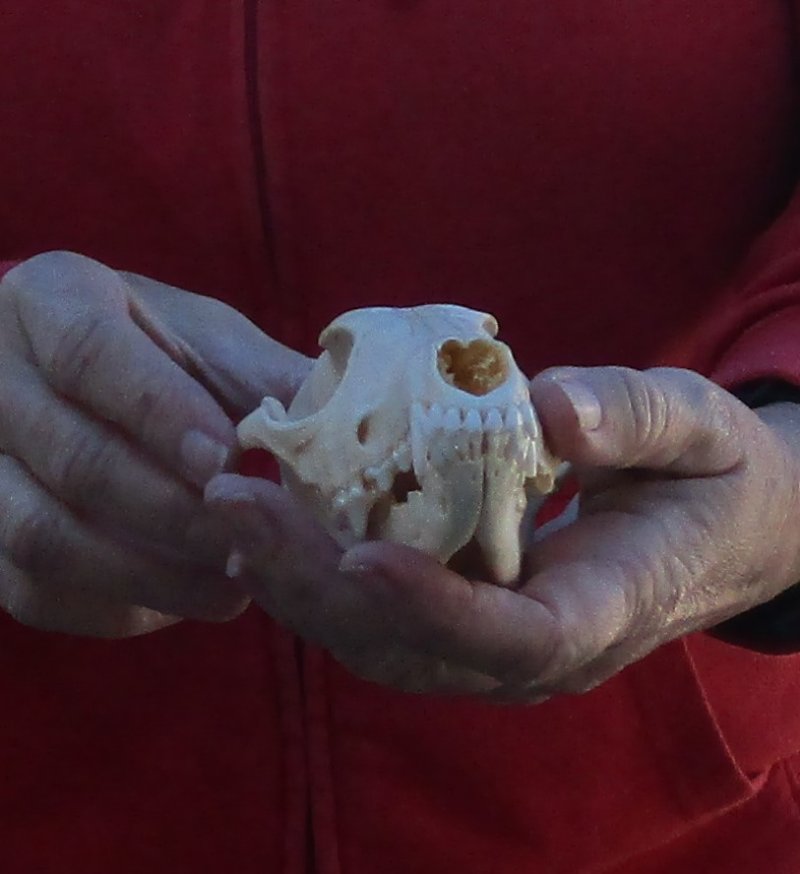 African black backed jackal skull (canis mesomelas)