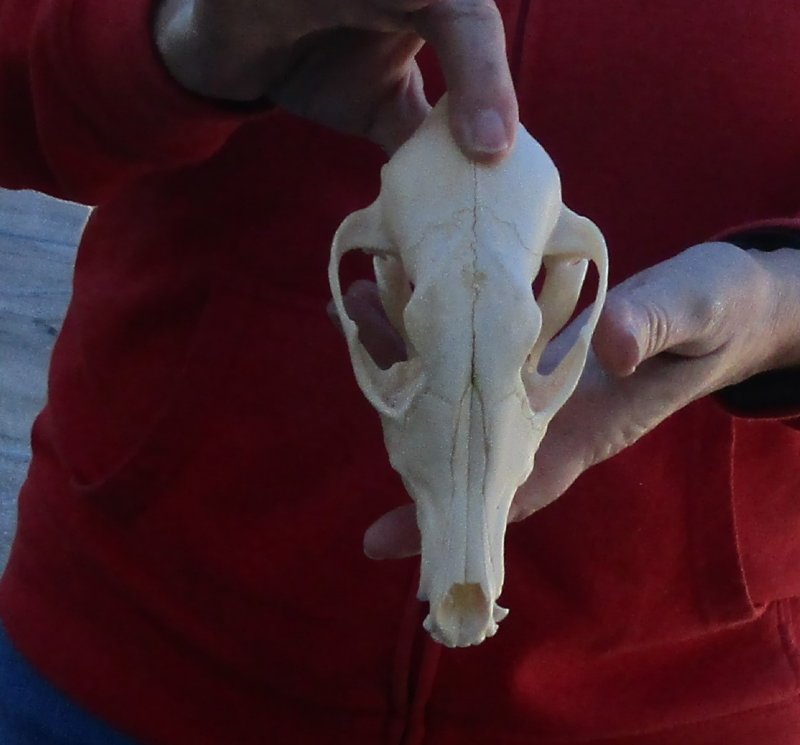 African black backed jackal skull (canis mesomelas)