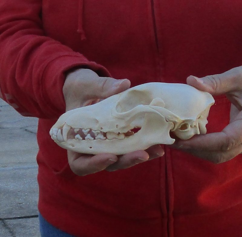 African black backed jackal skull (canis mesomelas)