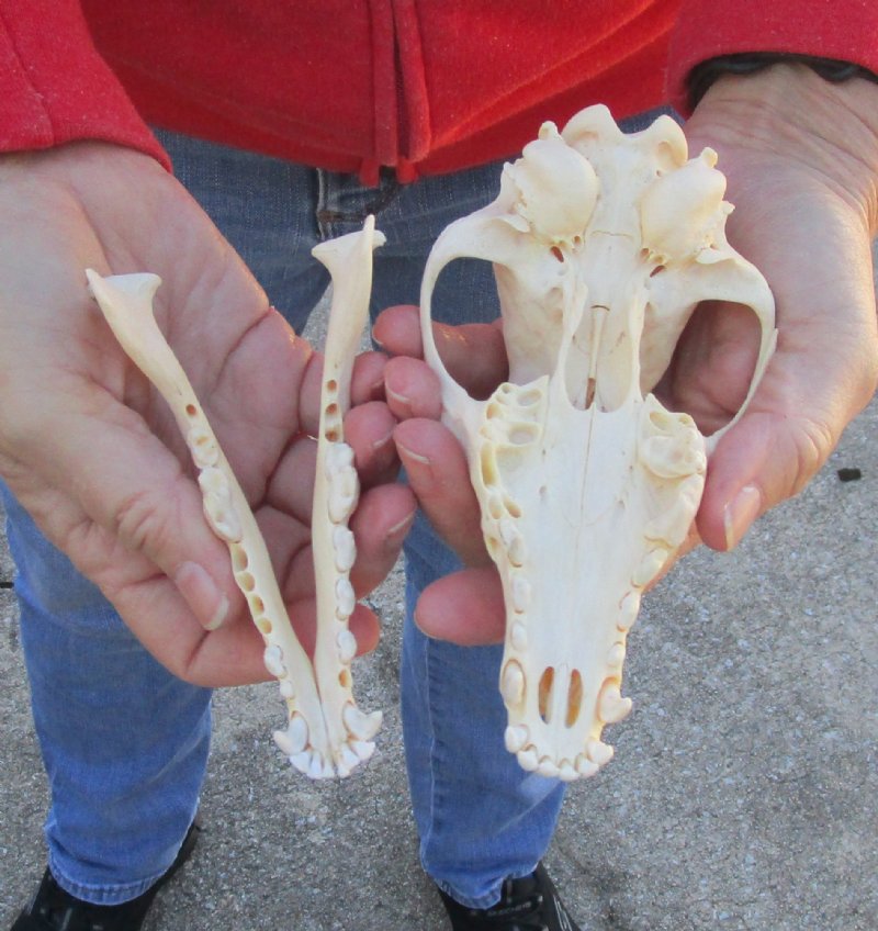 African black backed jackal skull (canis mesomelas)