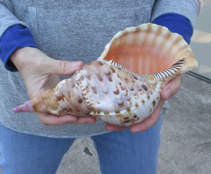 Pacific Triton seashell 10 inches long