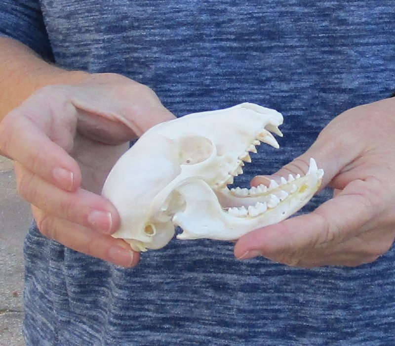 Raccoon Skull