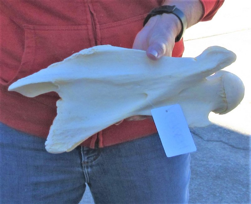 Giraffe Neck Vertebrae Bone