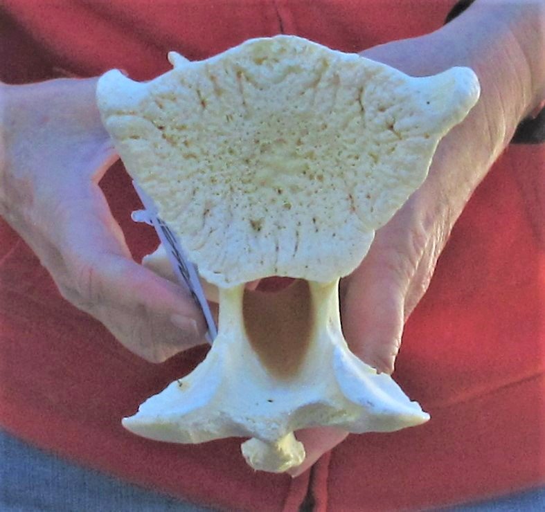 Giraffe Neck Vertebrae Bone