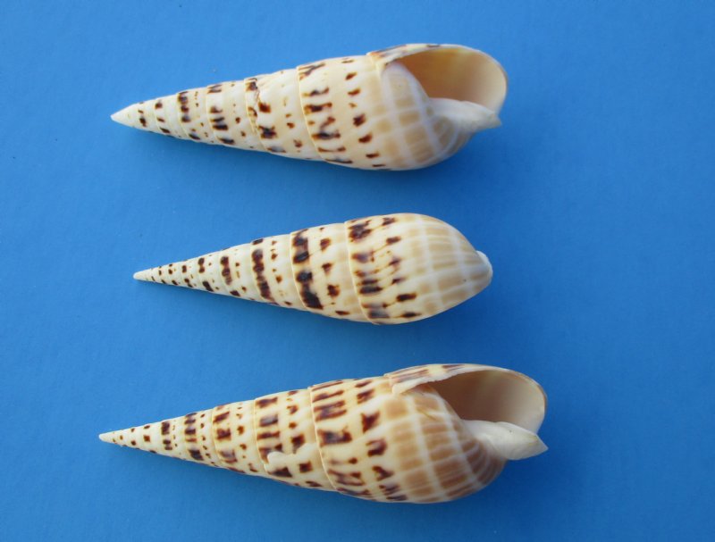 Wholesale Terebra Maculata seashells, auger shells 4 inch to 5 inch