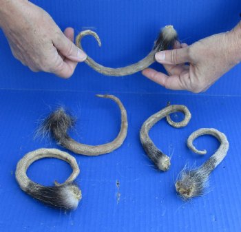 Opossum Tail