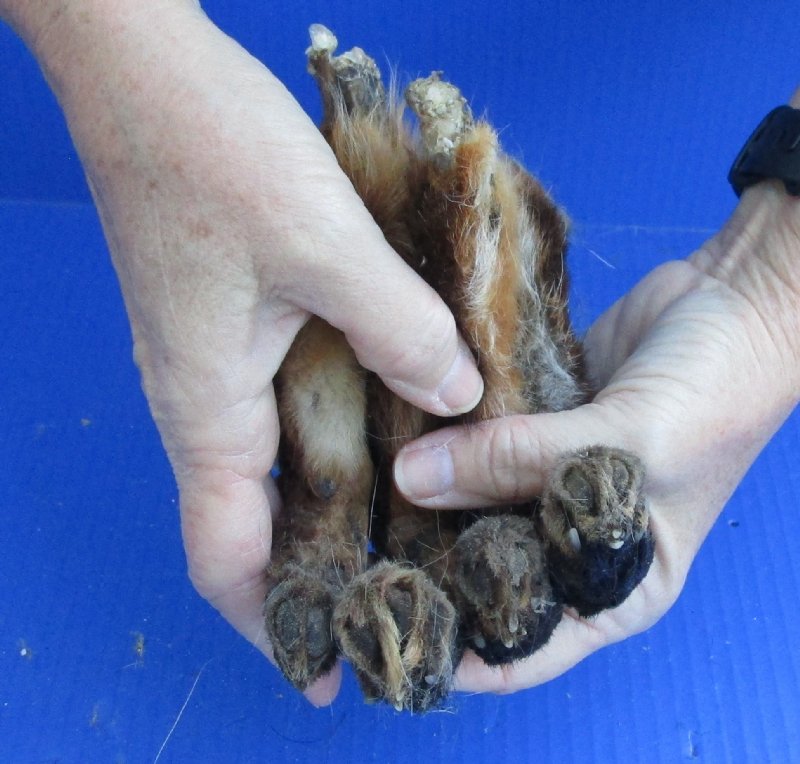 Fox feet for sale