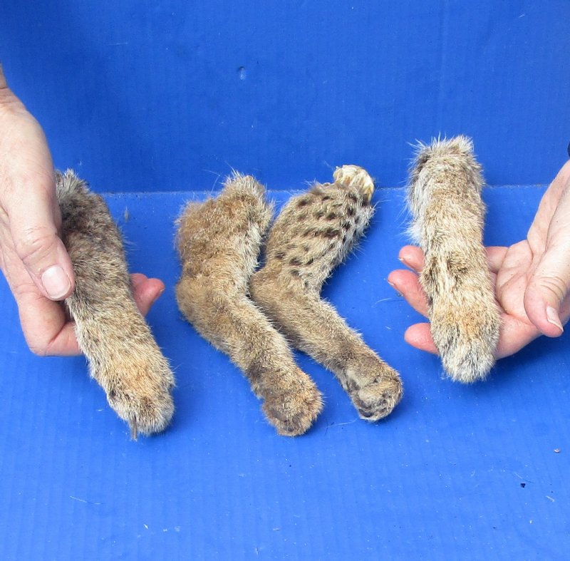 Bobcat legs