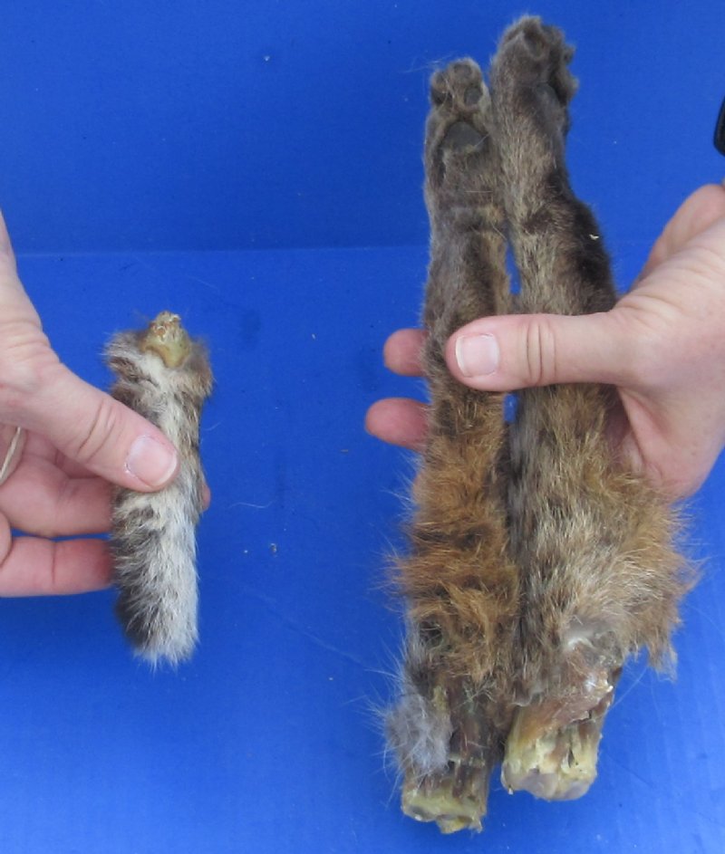 Bobcat legs and tail cured in Formaldehyde