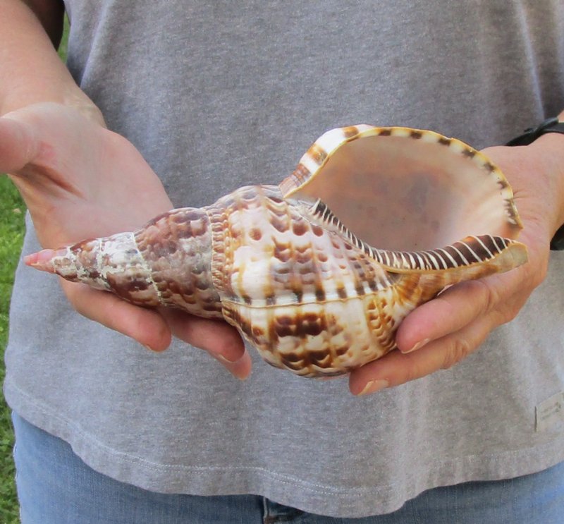 Caribbean Triton seashell