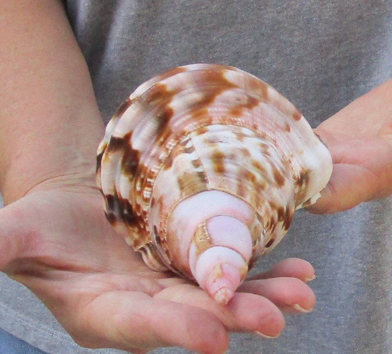 Caribbean Triton seashell