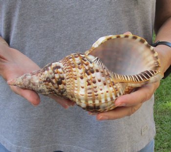 Caribbean Triton seashell