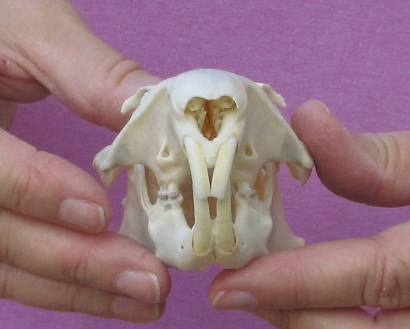 North American Groundhog Skull (Woodchuck)