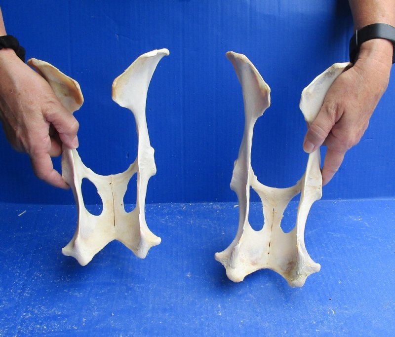 Deer Pelvis Bones