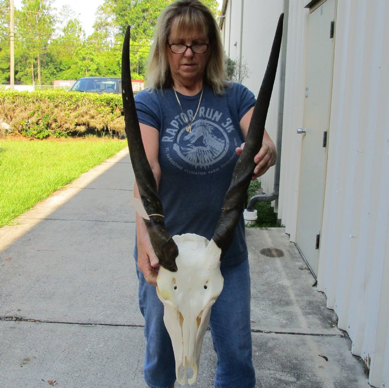 African Female Eland skull