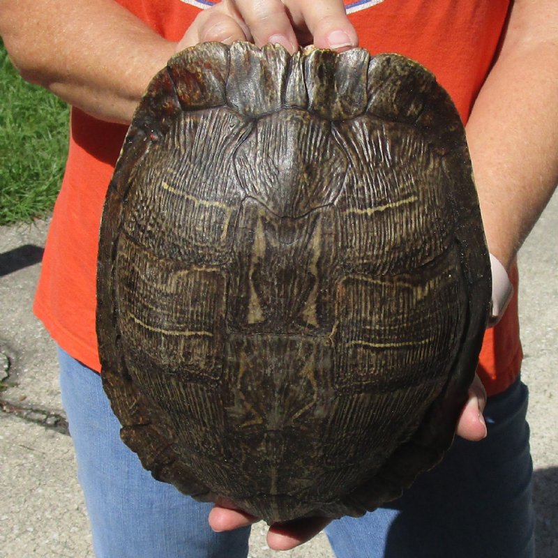 Red Eared Slider Turtle Shell