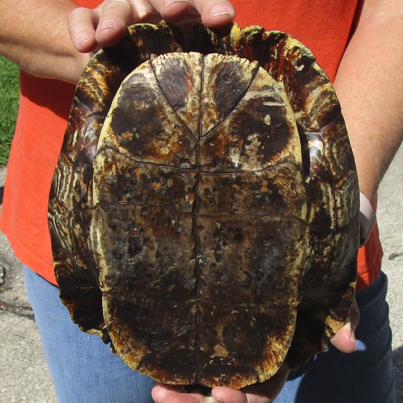 Red Eared Slider Turtle Shell