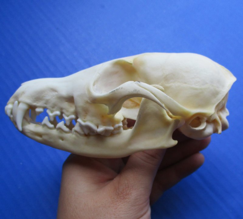 Red Fox Skull