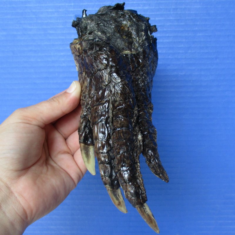 7 Alligator Foot, Preserved with Formaldehyde