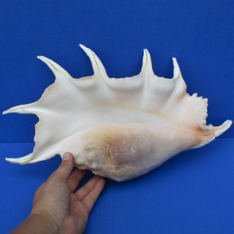 14 Giant Spider Conch