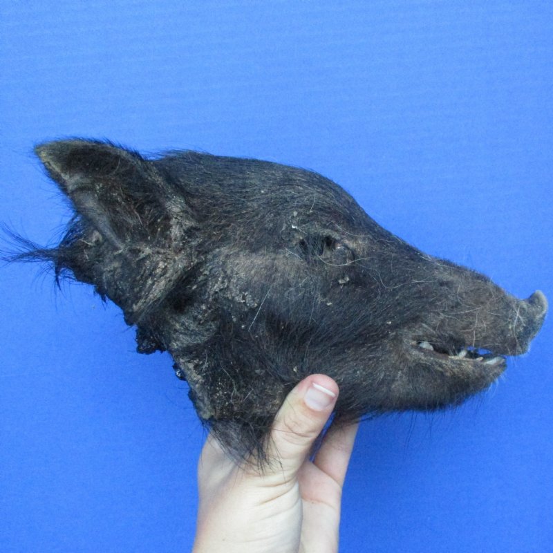 8 inch Real Georgia Wild Boar, Hog Head Preserved with Formaldehyde