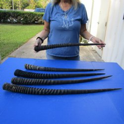 28" - 32" Gemsbok Horns, 5 piece lot - $110