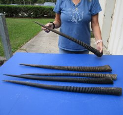 29" - 32" Gemsbok Horns, 5 piece lot - $110