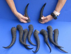 10 pc lot 9 to 11 inch African male springbok horns available for sale $70