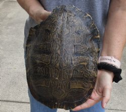 Huge B-Grade Red eared slider turtle shell 11-3/4" x 8-1/2" - $20
