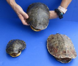 3 pc lot B-Grade Red eared slider and map turtle shell 4-1/2 to 8 inch - $20/lot