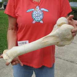 B-Grade 18" Giraffe Femur Leg Bone - $40