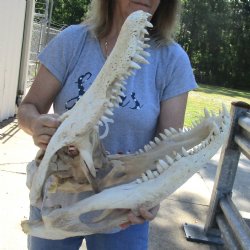 B-Grade 22" Florida Alligator Skull - $150